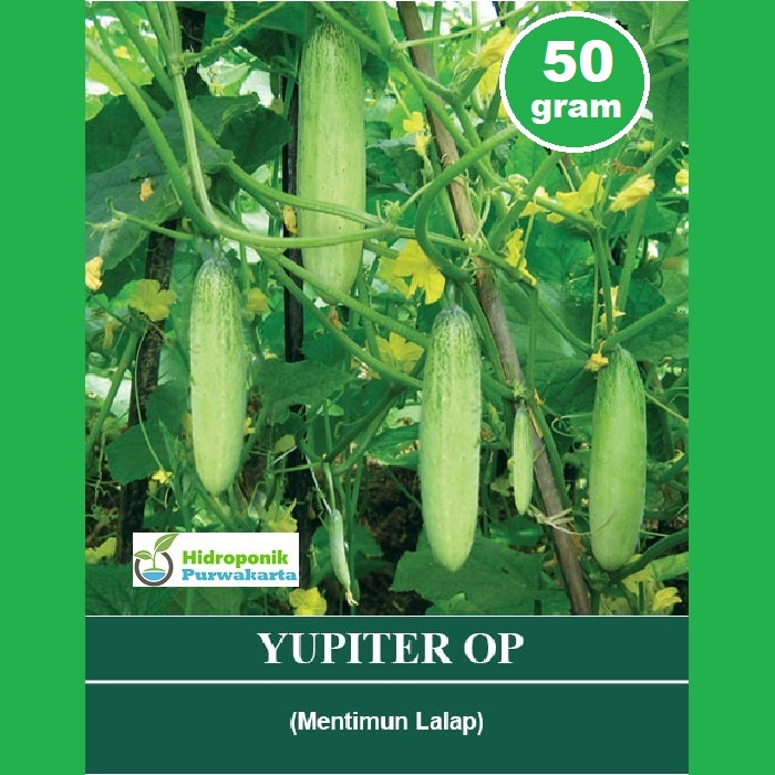 Benih Timun Mentimun Lalap Yupiter Cap Mutiara Bumi 50 Gram