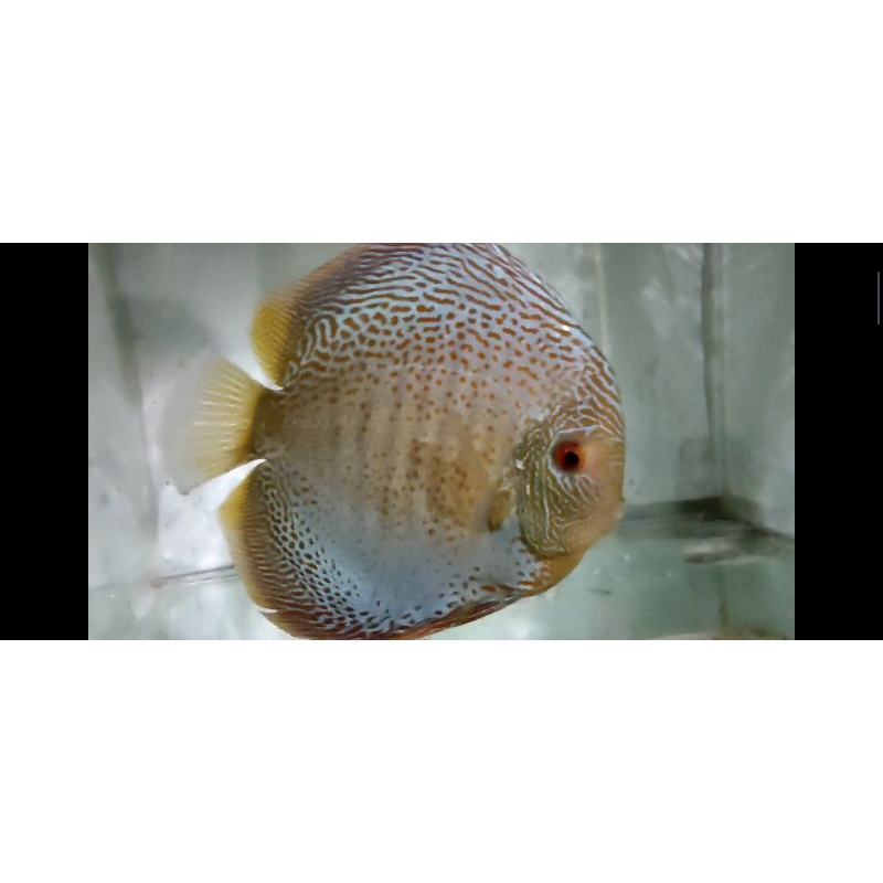 

Ikan Discus Blue Scorpion 6 Inch