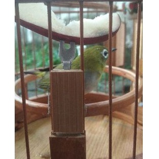 TUSUK BUAH CUNGKOK PLECI / CANTOLAN BUAH CUNGKOK PLECI / GANTUNGAN BUAH CUNGKOK PLECI / BAHAN BAMBU 