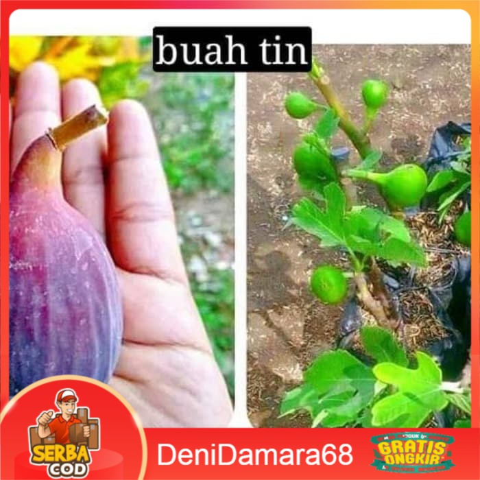 Bibit buah tin super