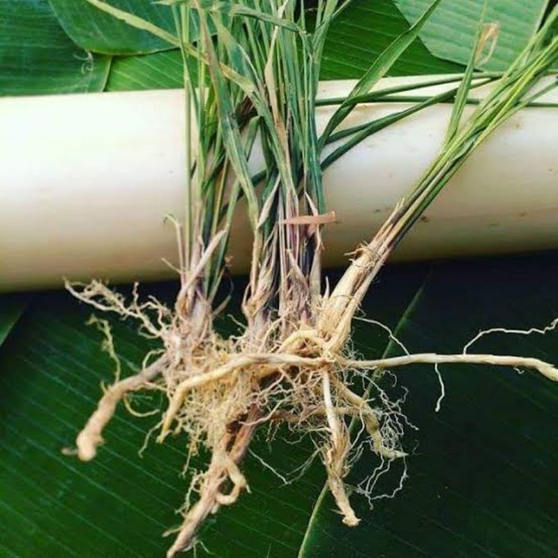 

Herbal akar alang alang/akar ilalang/akar lalang