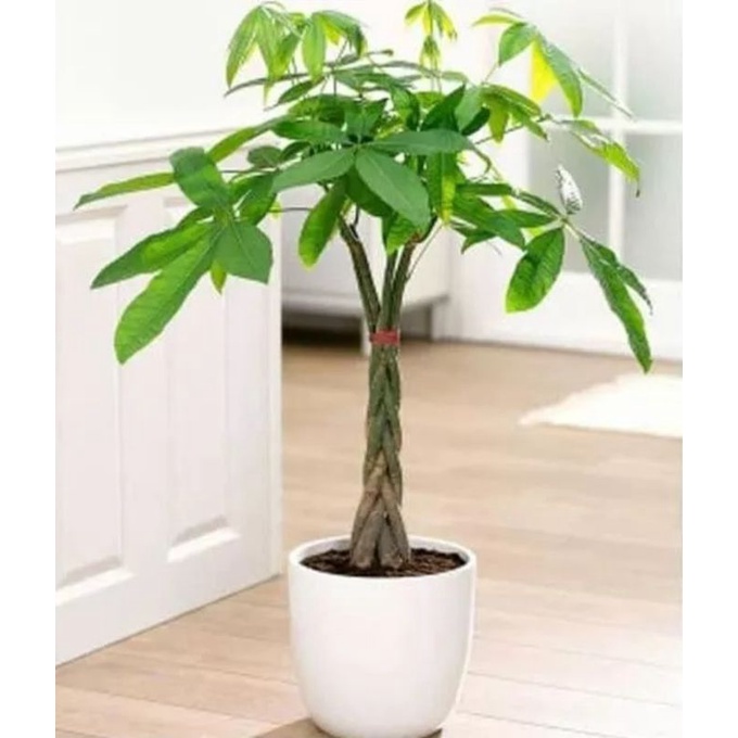 Tanaman Hias Pachira kepang 3/Pachira money tree