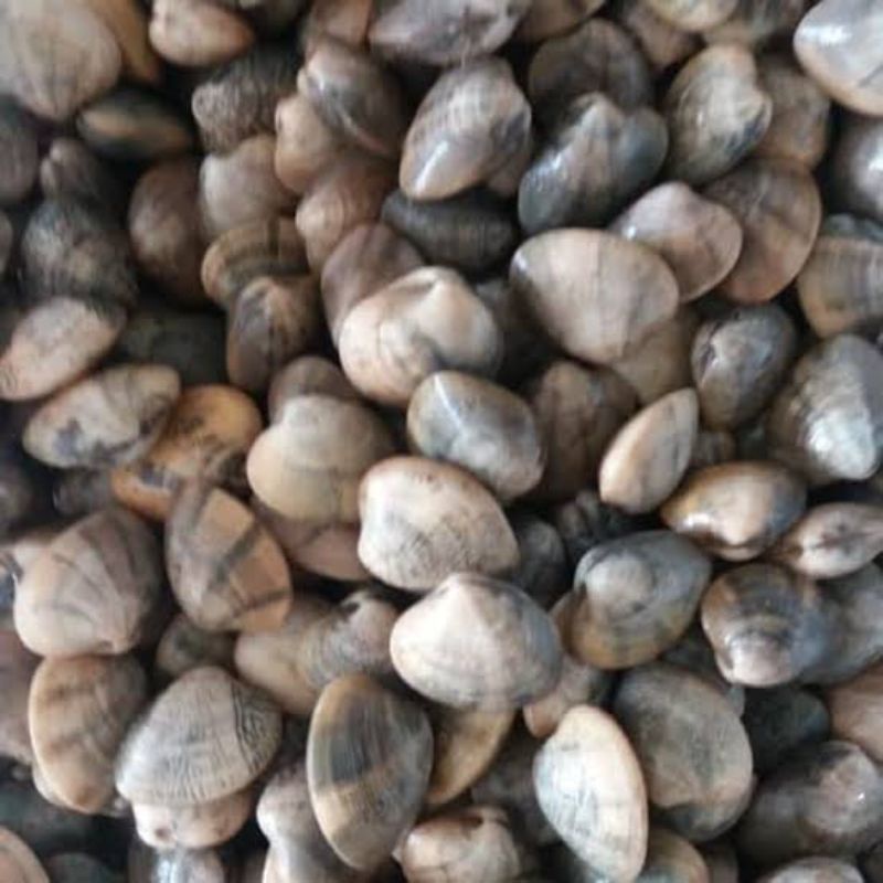 

kerang cempreng