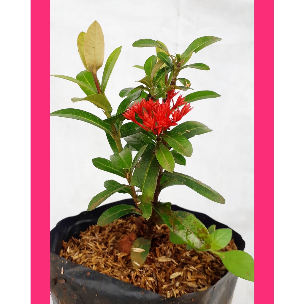 Tanaman hias Soka india bunga merah/Tanaman Hias soka/ pohon soka merah