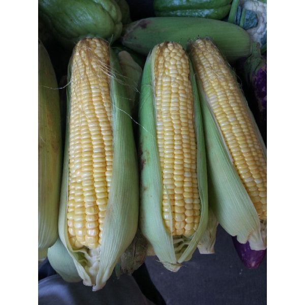 

Jagung per 1 pcs