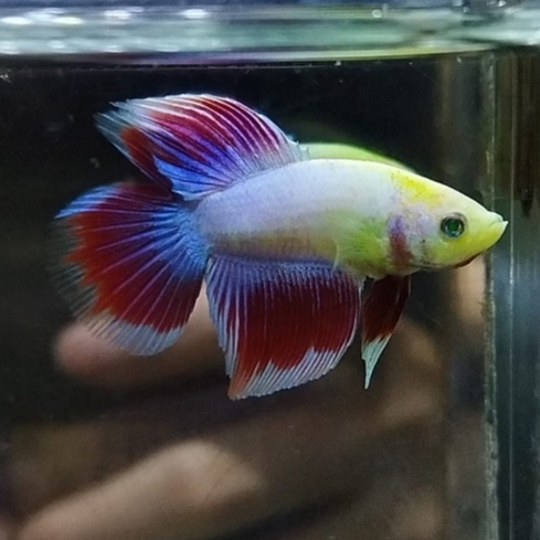 CUPANG HMDT NEON MASCOT NO BALANCE 100% REALPICT (8DTN2)