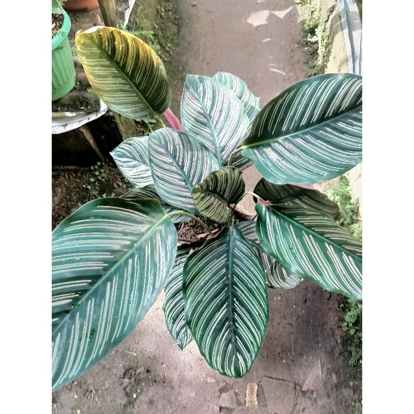 Tanaman Hias Calathea Ornata Black Pinstripe Daun besar Rimbun  | Real Pict