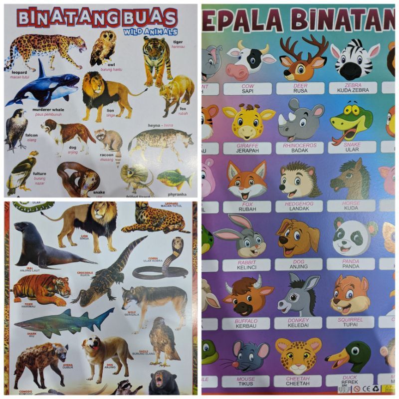 POSTER EDUKASI HEWAN KARNIVORA/HERBIVORA/ANAIMASI HEWAN