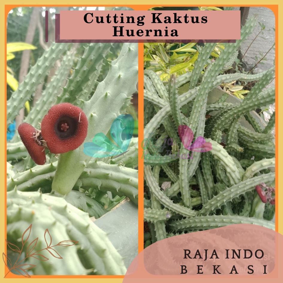 Cutting Kaktus Huernia Cactus Bunga Sekulen Huernia Succulents Unik