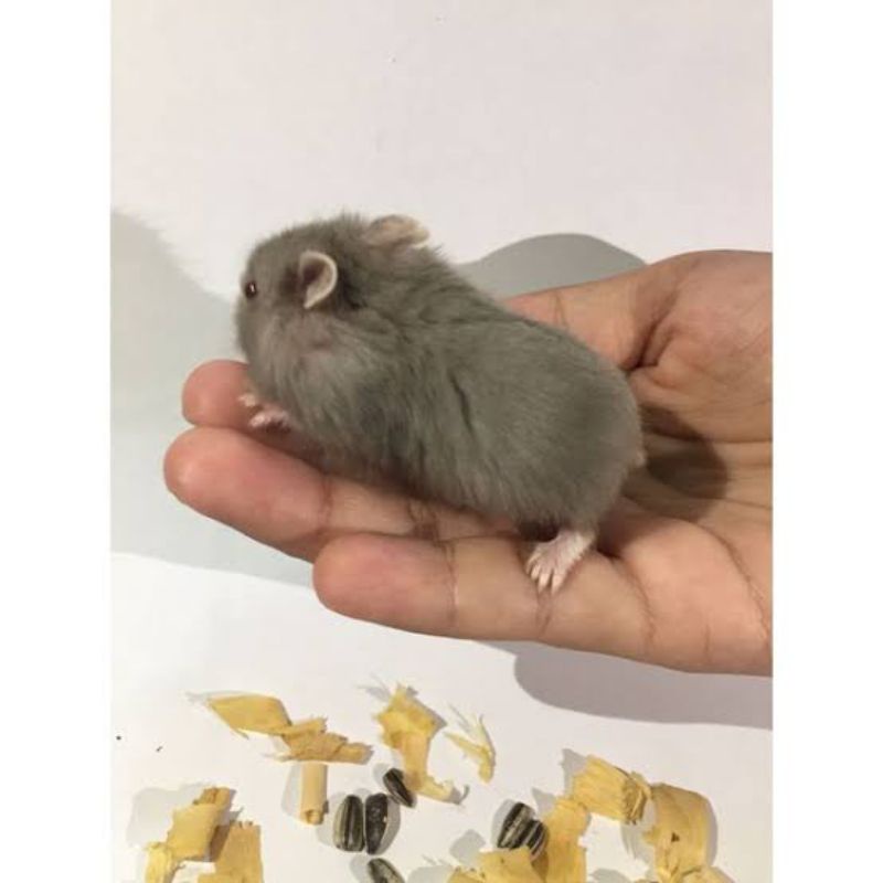 Hamster  Murah Bandung | Hamster  Campbell Jinak