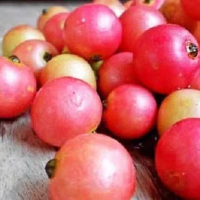 Bibit Tanaman Kersen