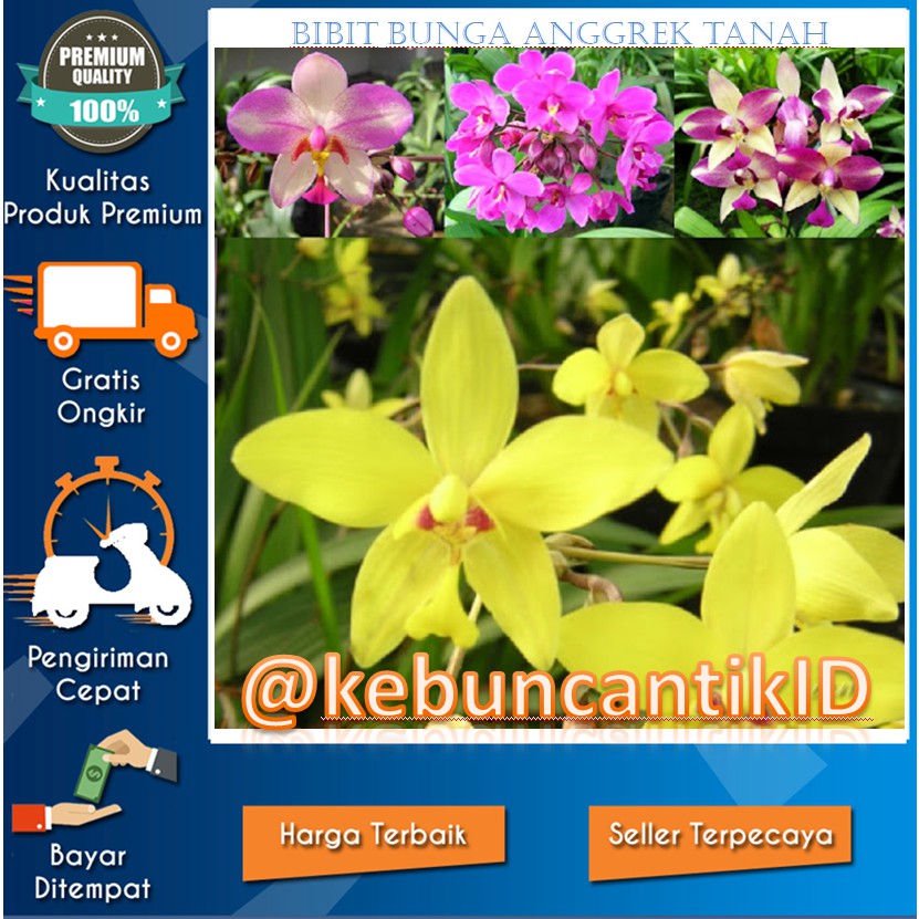 BUNGA ANGGREK TANAH / BIBIT BUNGA ANGGREK TANAH TERPOPULER