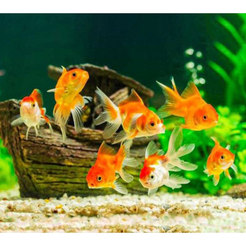 ikan koki oranda ikan hias baby koki