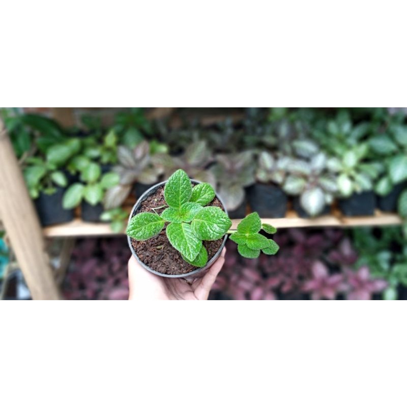 Episcia Tropical Toppaz Bunga Kuning