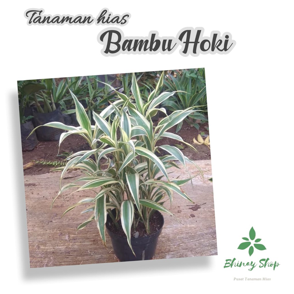 TANAMAN HIAS BAMBU HOKI / POHON HIAS BAMBU HOKI / BAMBU HOKI