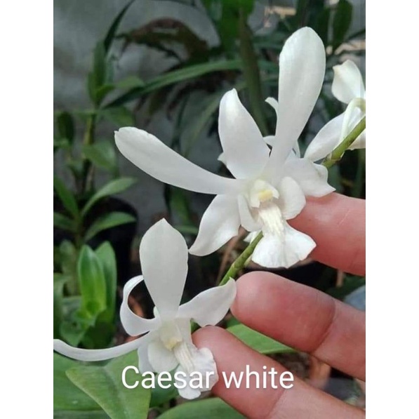Remaja dendrobium caesar white/capung jawa