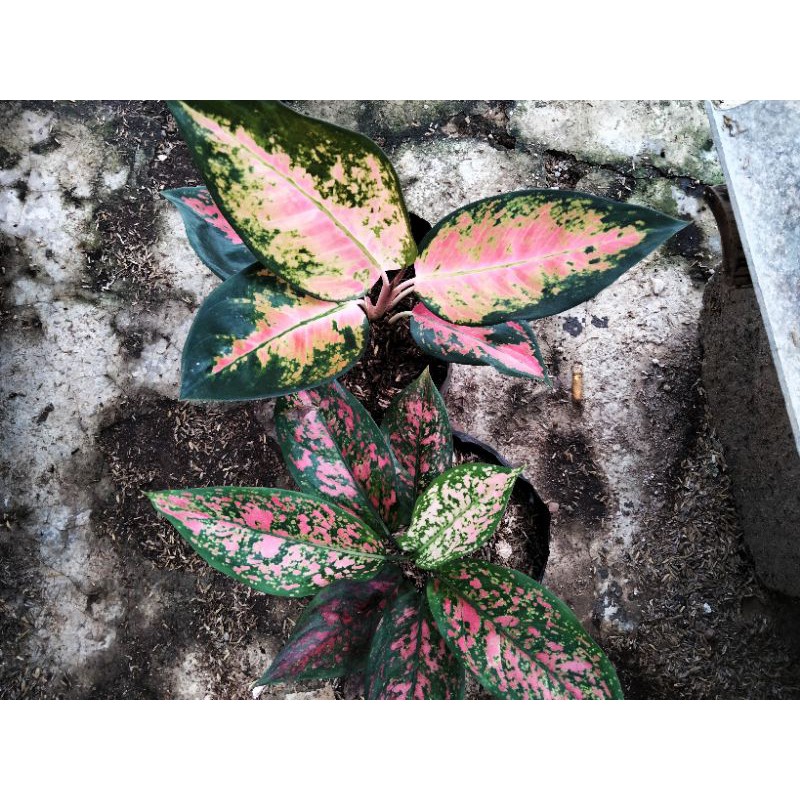 paket aglonema,red kocin dan Ruby garuda