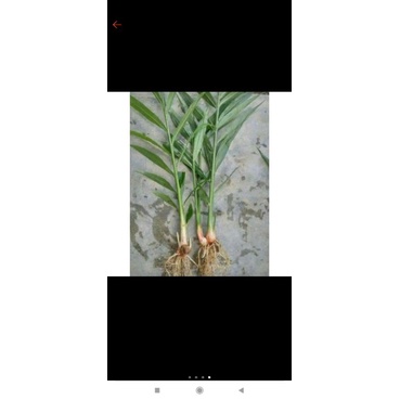 

BIBIT JAHE MERAH SUPER SIAP TANAM(harga perkilonya lagi mahal loh)