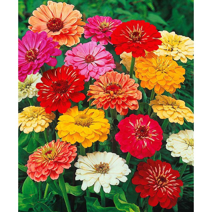 Benih-Bibit Bunga Zinnia California Giant Mix (Haira Seed)