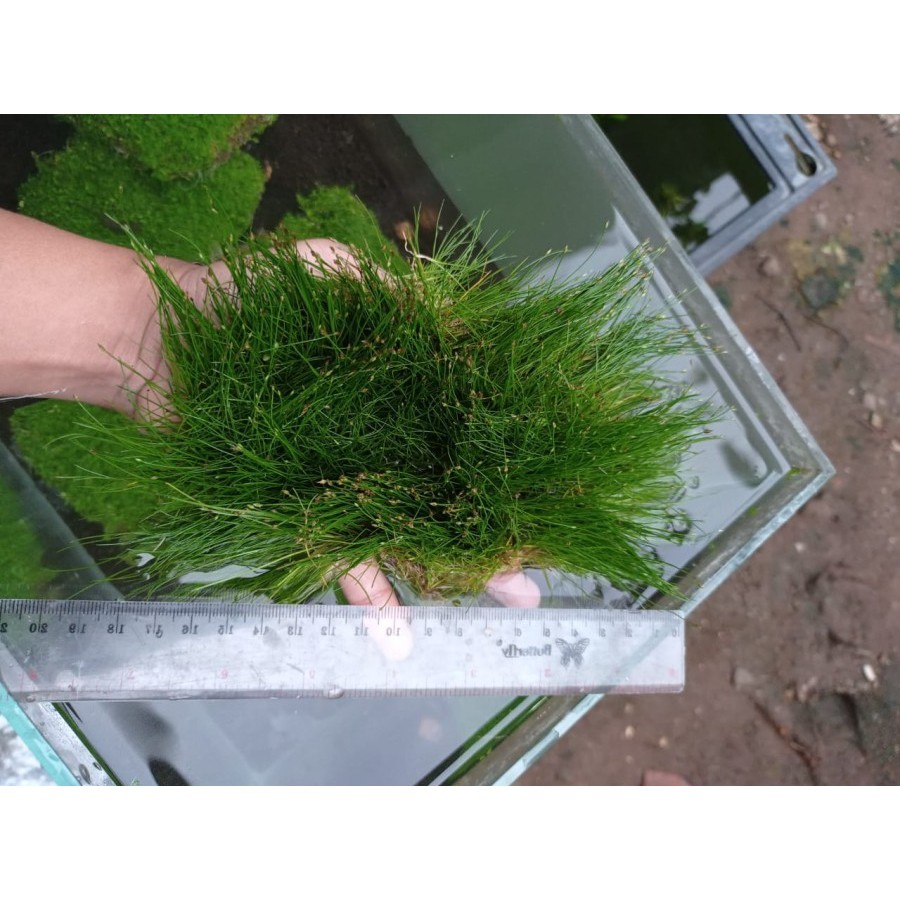 Tanaman Aquascape Karpet - Hair Grass  Se-lempeng Besar