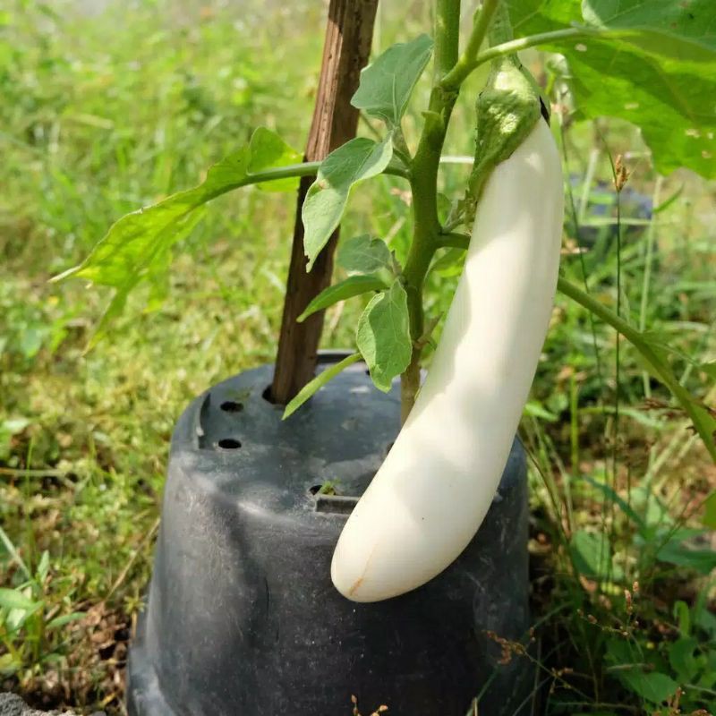 30 Benih Terong Putih Panjang