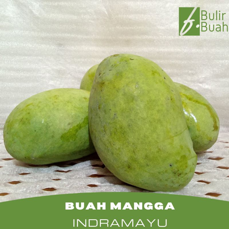 

Buah Mangga Indramayu/Kg