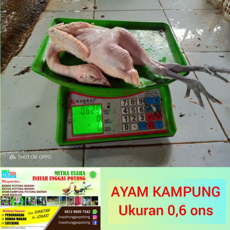 

AYAM KAMPUNG POTONG (ukuran 0,6 ons)