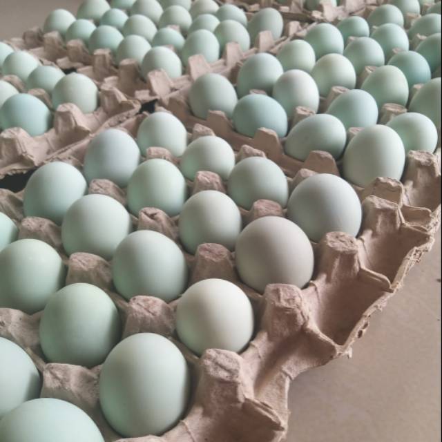 

TELUR ASIN DAFA BERKAH