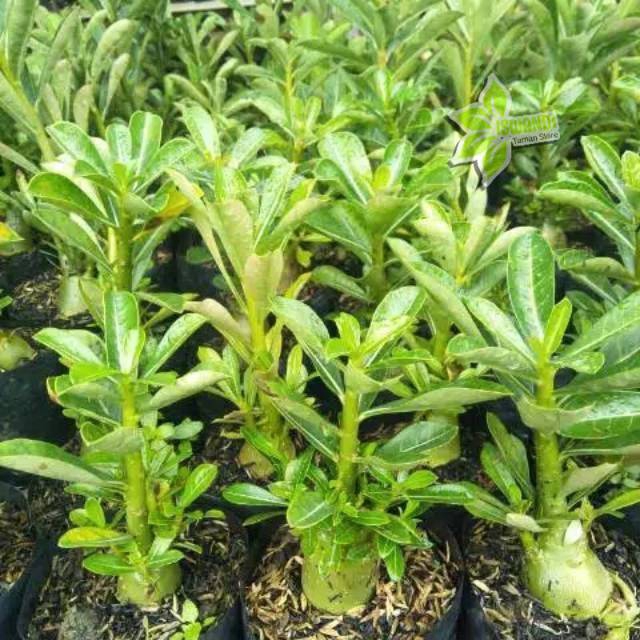 Bibit adenium Kamboja Jepang - tanaman hias adenium - adenium Kamboja Jepang - adenium