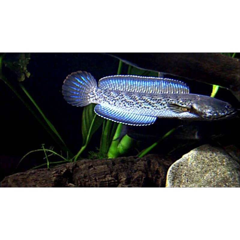 baby STEWARTI Uk3_5,calon full dot