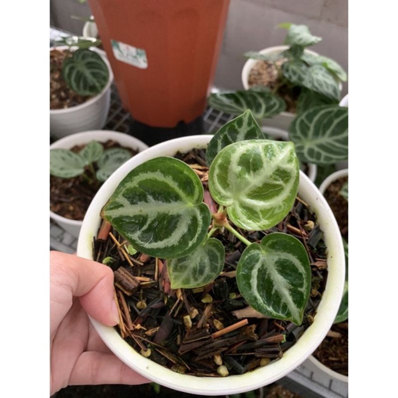 anakan baby anthurium kuping gajah ORI dorayaki