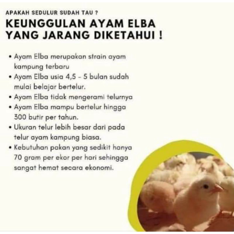 

telur tetas ayam elba