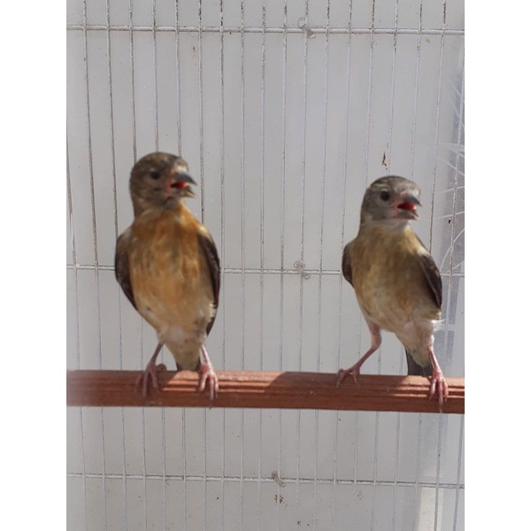 Red siskin klasik fik sepasang usia 2-3bln