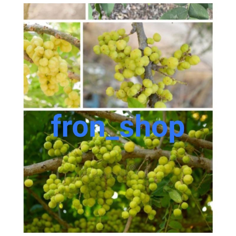 

300GRM BUAH CERMAI SEGAR LANGSUNG PETIK / BUAH PRESH ASLI ORIGINAL