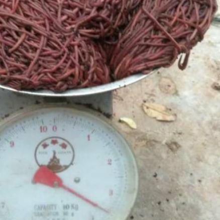 Cacing Tanah Lumbricus 1 KG Bisa