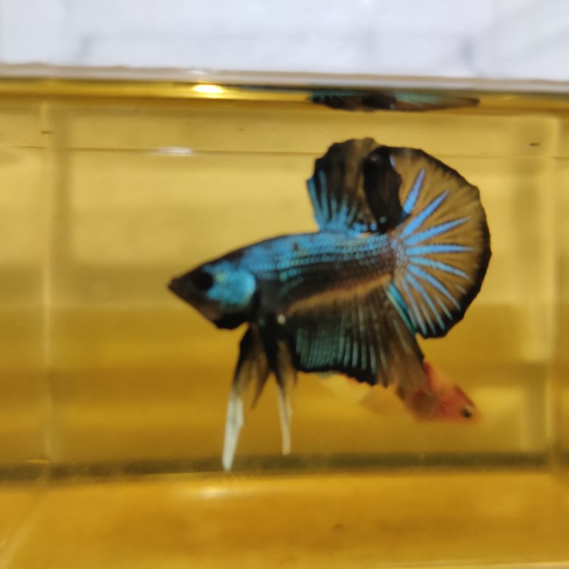 Ikan Cupang Bahanan SNI HMPK Black Series FOTO dan VIDEO Real