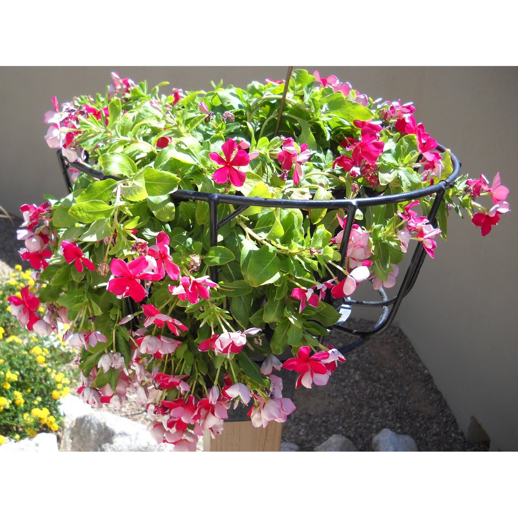 Benih-Bibit Bunga Vinca Gantung/Trailing XP Mix (Haira Seed)-2