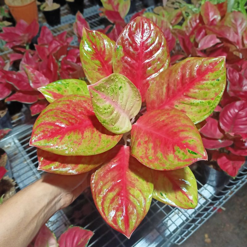 Aglaonema Red Exotic