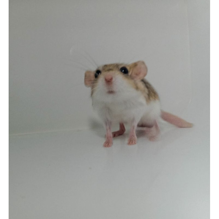 fat tail gerbil pejantan tangguh siap untuk breeding.