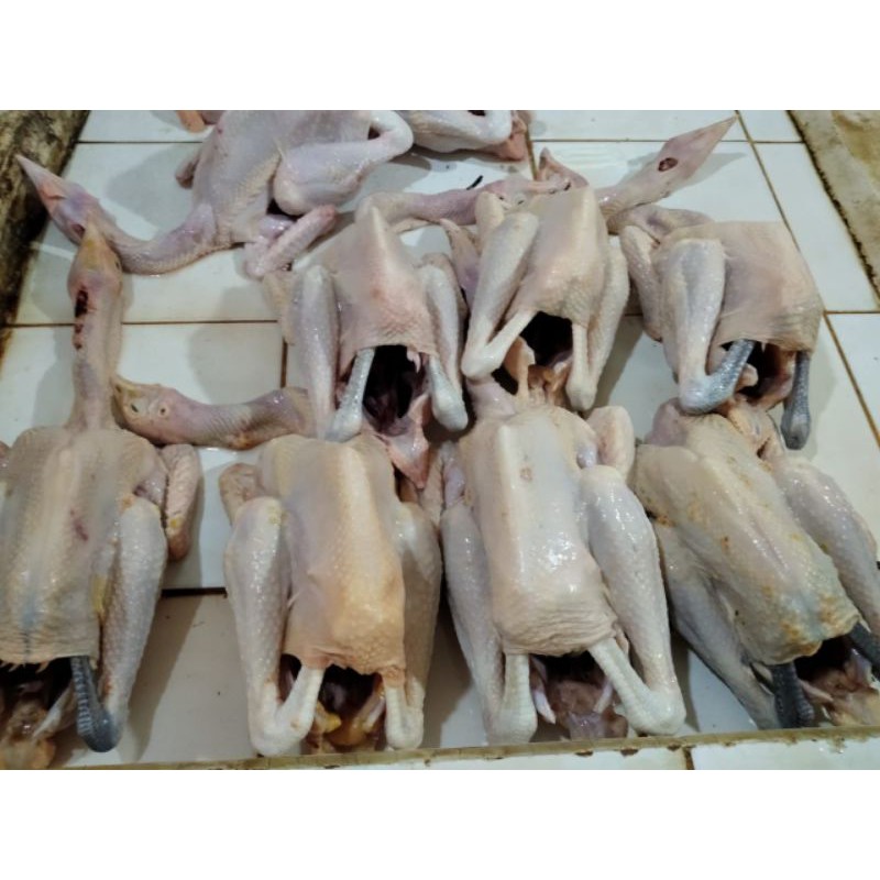 

Ayam kampung Asli Solo