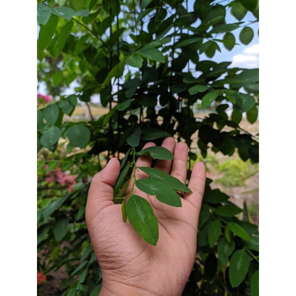 Daun Katuk Segar - Asi Booster - Pelancar Asi