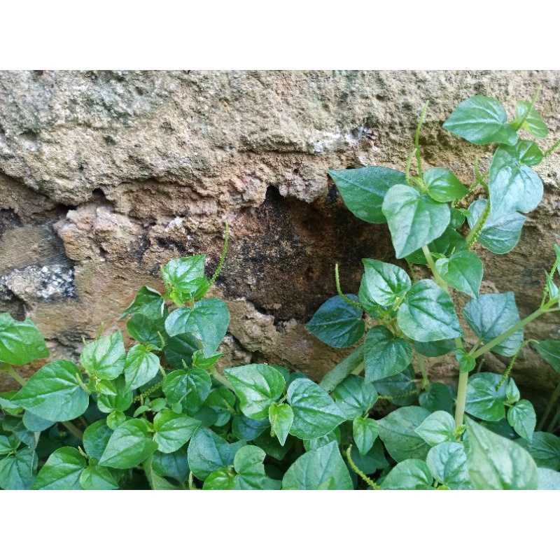 

Daun herbal segar SIRIH CINA berat 200gram | Termurah sirih cina banyak manfaat