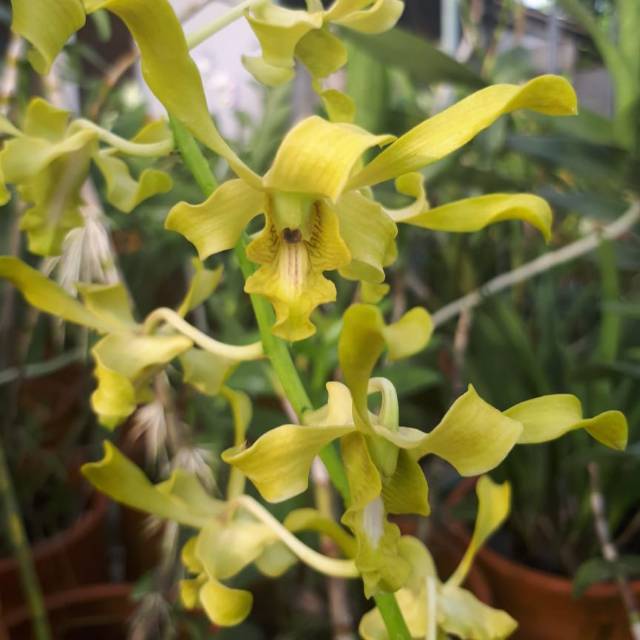 Anggrek Dendrobium Caesar Green
