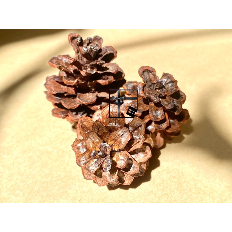 Bunga Pinus Kering Hiasan Dekorasi Foto Rustic Vintage Aesthetic