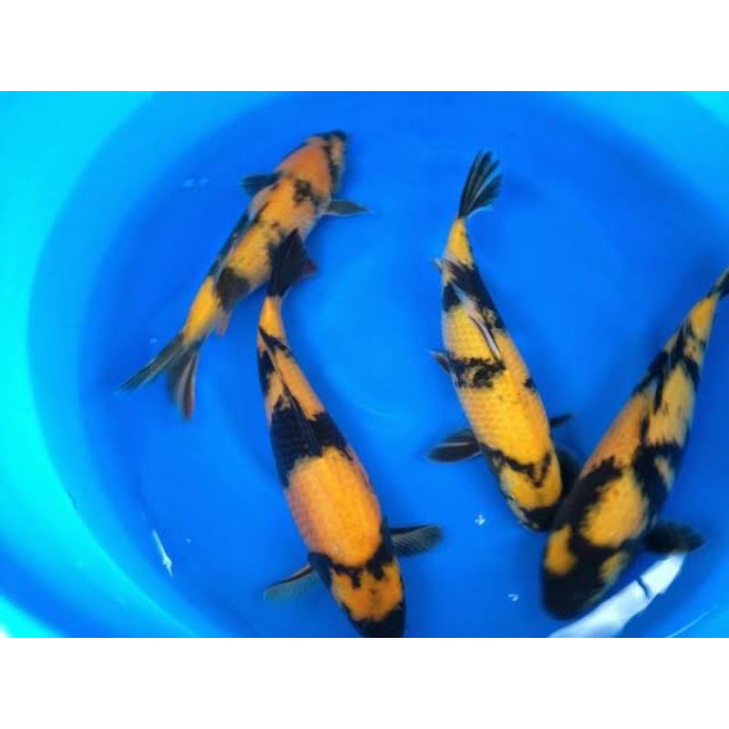 

ikan koi ki utshuri ukuran 20-22cm