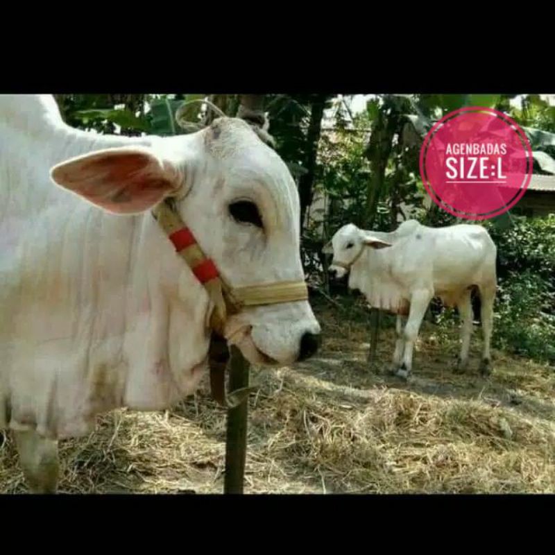 Head Halter,Tali kepala Sapi,Penganti Keluh Tusuk,Cow Head Halter Size L(Sapi Indukan)