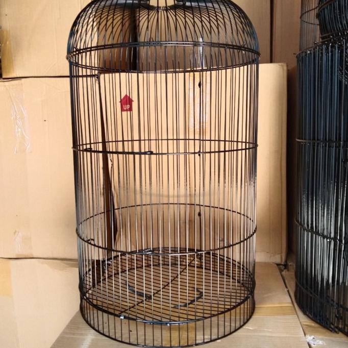 cusss order] ram besi lovebird