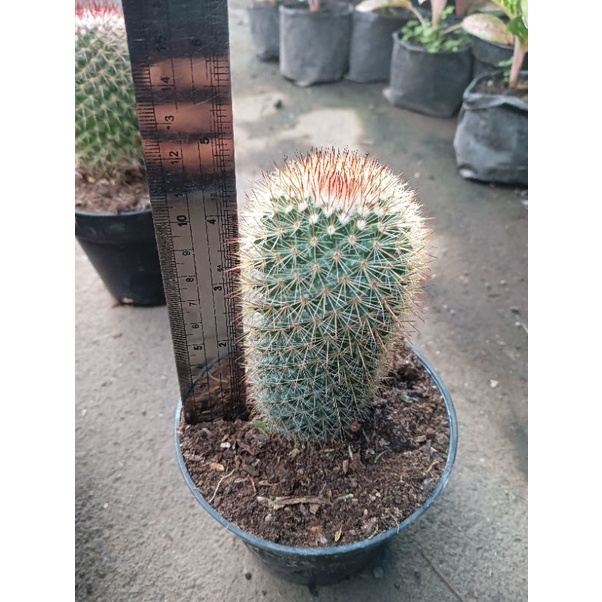 kaktus Mammilaria import ukuran besar