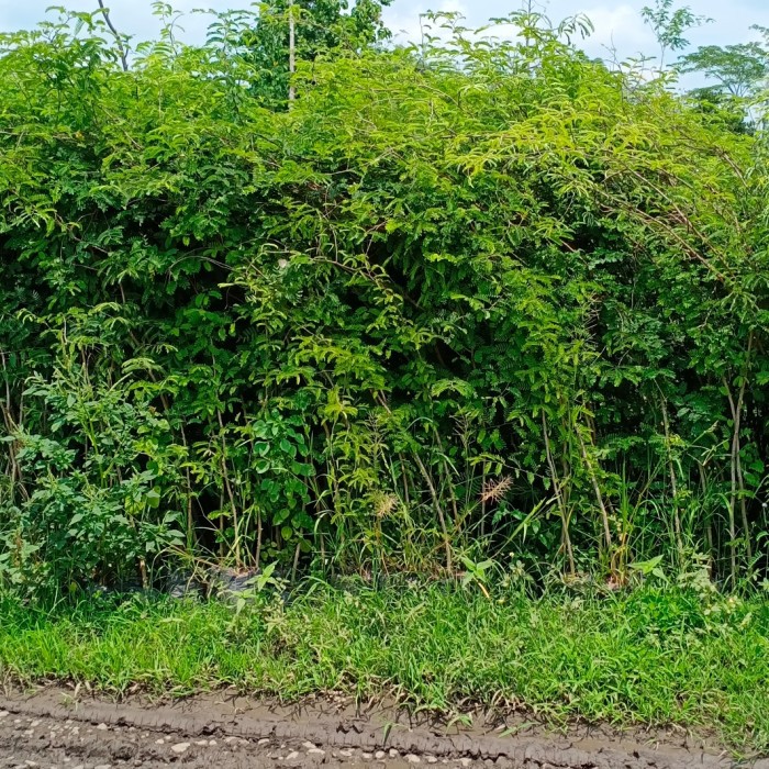 Bibit Tanaman Asam Jawa Tanaman Asem Jawa Pohon Asem Bibit Asam Jawa