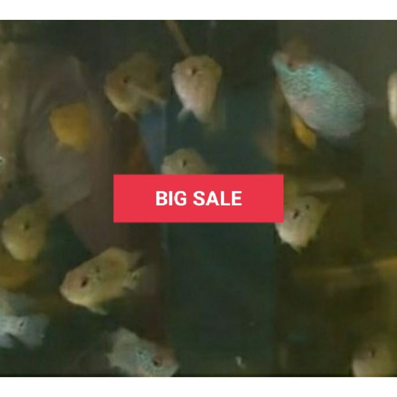 ikan louhan kampa F3 ORI up Mongol